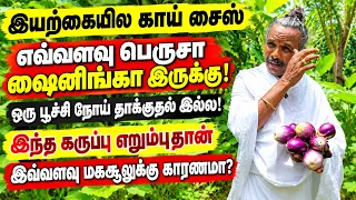 இந்த கருப்பு எறும்புதான் இவளவு மகசூல் வர காரணம் நம்புவீங்களா /The secret behind this huge yield Ants