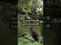 Download Lagu Eastern Whipbird \u0026 Lyrebird Heart Touching Voice #birdsounds #birdslover #forestsounds
