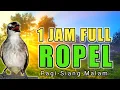 Download Lagu 1 JAM FULL PANCINGAN trucukan GACOR ROPEL bikin trucuk lain bunyi pagi siang dan malam hari