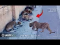 SEREM TEREKAM CCTV!! Detik²  Macan Tutul Menyerang Anjing Peliharaan Yang Lagi Enak Tidur