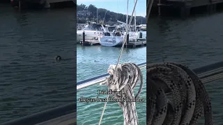 Violets BFF lol . #Fyp #dream #sailing #Doberman #wildlife
