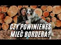 One reason why you should have a Border Collie