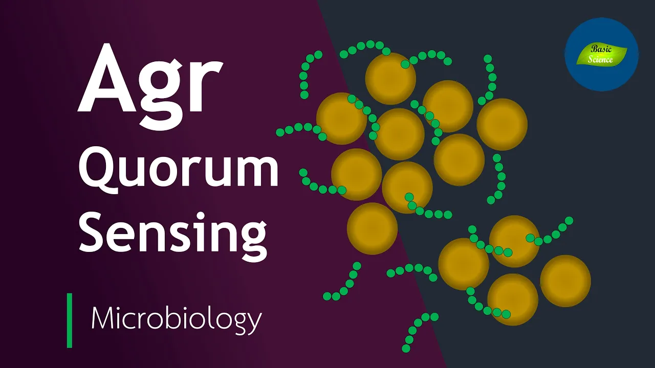 Staphylococcus Quorum Sensing via Autoinducing Peptides