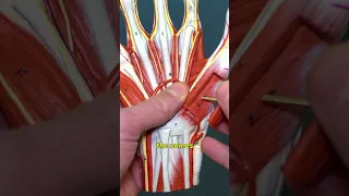 Muscles of the Hand A Thumb s Up Guide
