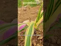 Download Lagu 7 Amazing Garden Technologia 💯 #ideas #worksmart #technologia #garden