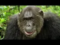Secrets Revealed After A Year With The Chimpanzees Animal Documentary