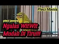 Download Lagu Masteran Pleci Nembak witwit mudah di tiru