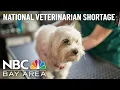 Nationwide Veterinarian Shortage Has Bay Area Pet Owners Scrambling