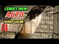 Download Lagu CENDET GACOR PENUH ISIAN || Suara pancingan cendet susah bunyi 