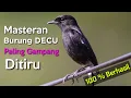 Download Lagu Masteran Burung DECU Gacor Ngerol Paling Gampang Ditiru !! Masteran terbaik, ampuh dan jitu