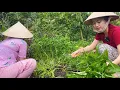 Download Lagu Chiều Mưa Lâm Râm Ra Vườn Cắt Mớ Rau Vô Nấu Bữa Cơm, Lần Đầu Được Ăn Vọp Nướng | NĐMT#761