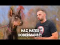 Doberman YES or NO Trainer Reviews the Doberman Breed