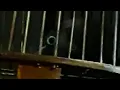 Download Lagu Merinding dengar suara perkutut lokal kasta atas wgg (widahsana gosta gasti)