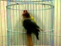 Lagu ANEKA SUARA BURUNG: Suara Ketawa si Burung Cinta, Love Bird