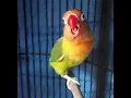 Download Lagu Pancingan lovebird paud ngetik ngekek panjang ampuh gacor fighter
