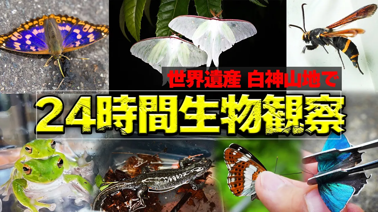 【24時間】世界遺産の森で生き物何種類見つかる？