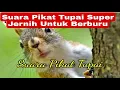 Download Lagu Suara  Anak Tupai | Suara Pikat Tupai Super Jernih