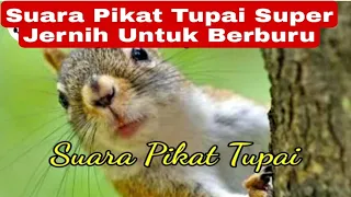 suara anak tupai suara pikat tupai super jernih