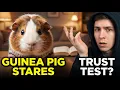 SCIENCE EXPLAINS WHAT IT MEANS When Your Guinea Pig Stares At You And Doesn t Blink