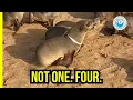 Download Lagu We Spotted 4 Entangled Seals in 60 Seconds