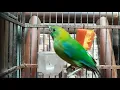 cucak ranti betina