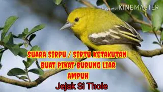 Download Suara Pikat SIRTU Takut Buat Mikat Burung Sirtu Liar #part 41 MP3