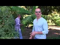 Insane FOOD FOREST and GARDEN TOUR in the DESERT