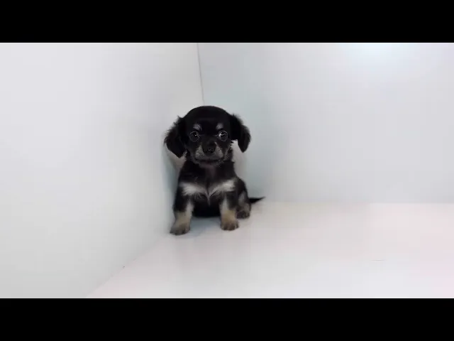 動画