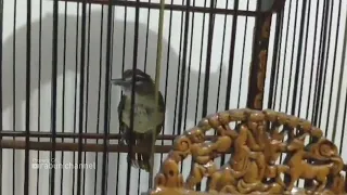 masteran langka cucak kucing gacor nembak perih murai ijo pasti mewah