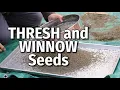 THRESH and WINNOW Seeds - Herbs Flowers Beans and more