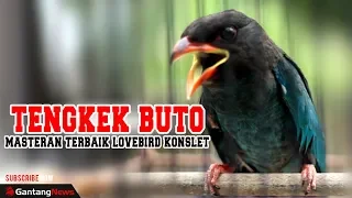 tengkek buto masteran terbaik lovebird konslet