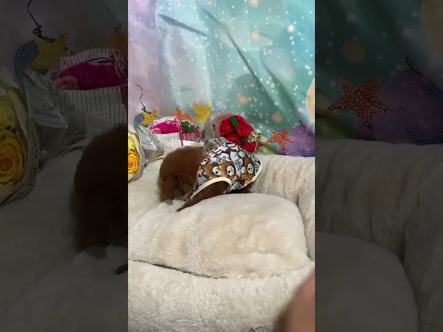 動画