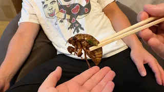 友達にセミの幼虫を食べさせてみた