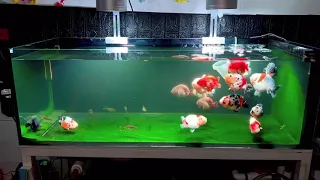 My beloved ranchu Ranchu Goldfish Tank