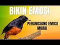 Lagu murai batu gacor AMPUH BUAT PANCINGAN MURAI BATU IKUT BUNYI III 100% gacor