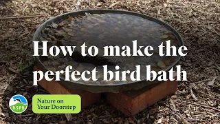 How to make the perfect bird bath RSPB Nature on Your Doorstep