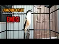 Download Lagu Burung cendet gacor DOR BUAT PANCINGAN CENDET AGAR BUNYI jadikan BURUNG PENTET GACOR