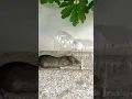 Download Lagu perangkap tikus botol air