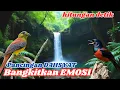 Download Lagu Temuan Langka! Cara Bikin Murai Batu Gacor Super Ajaib! MP3