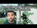 How to grow Baby Blue Eucalyptus Plants at Home Indoors Outdoors