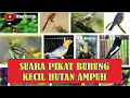 SUARA PIKAT BURUNG KECIL KICAU DI HUTAN LIAR AMPUH