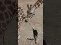 Giraffe Mating is Weird