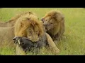 Download Lagu Gardenia Brothers Devouring a Warthog Alive
