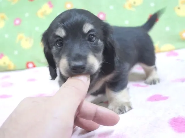 動画