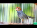 Download Lagu Suara Prenjak Tamu Jantan Gacor - Pancingan Ampuh Bikin Burung Prenjak \u0026 CIBLEK Bahan Cepat Bunyi