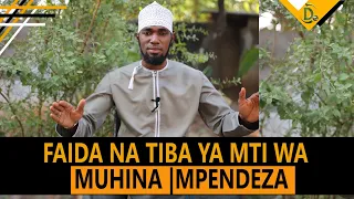 maajabu ya mti wa mpendeza muhina faida na tiba zake sheikh yussuf bin ally