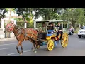 Download Lagu KUDA | KUDA DELMAN - KUDA ONDEL ONDEL | LAGU SELAMAT ULANG TAHUN, ANAK KUCING, WHEELS ON THE BUS 32