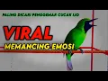 Download Lagu Masteran Dan Terapi Cucak Ijo Drop Mental,Birahi Melet \u0026 Macet Bunyi Dengar ini Auto Langsung Nyaut.