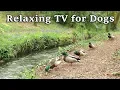 Download Lagu Relax Your Dog TV - 8 Hours of Relaxing TV for Dogs at The Babbling Brook ✅