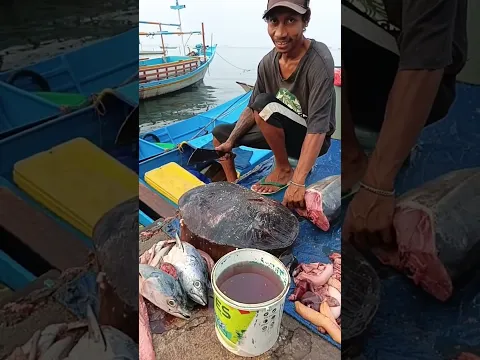 Watching a pro tuna butcher in action, slicing up a super fresh, whole tuna🐟✨#shorts #trending #fyp